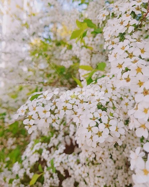 plant,식물,blossom,꽃,flower