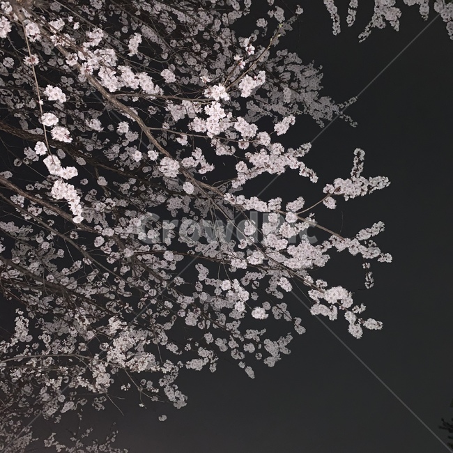 cherryblossom,벚꽃,plant,식물,blossom,꽃,flower,밤벚꽃