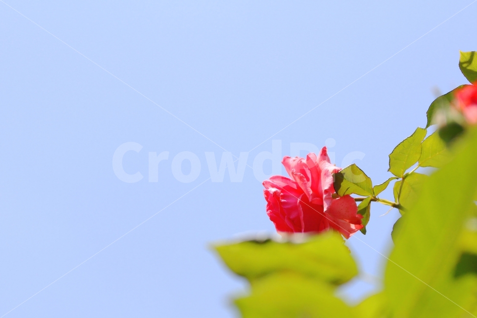 장미,빨간장미,색감,감성,감성사진,풍경,하늘,로즈,식물,자연,plants,nature,꽃,flower