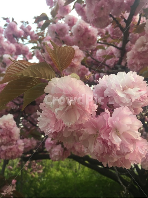 봄,벚꽃,향긋,분홍,핑크,식물,자연,plants,nature,꽃,flower