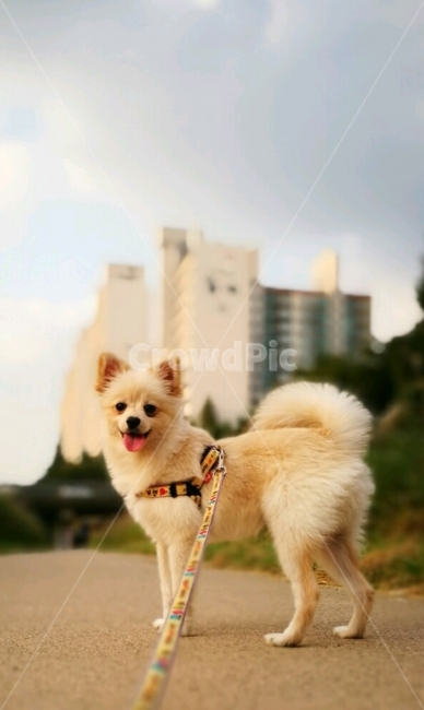 강아지,개,산책,행복,미소,동물,animal,포유류,mammal,개,강아지,dog,doggy