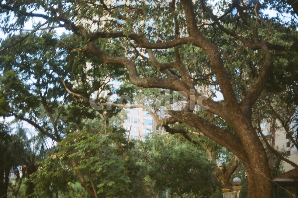 나무,공원,하늘,필름,필름사진,필름카메라,햇빛,나뭇가지,자연,풍경,nature,landscape,tree,plant,식물,tree trunk,나무 줄기