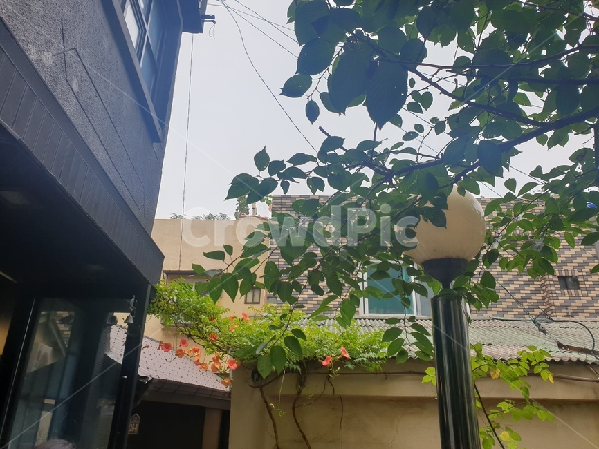 가로등,나무,처마,골목길,전선,나뭇잎,꽃