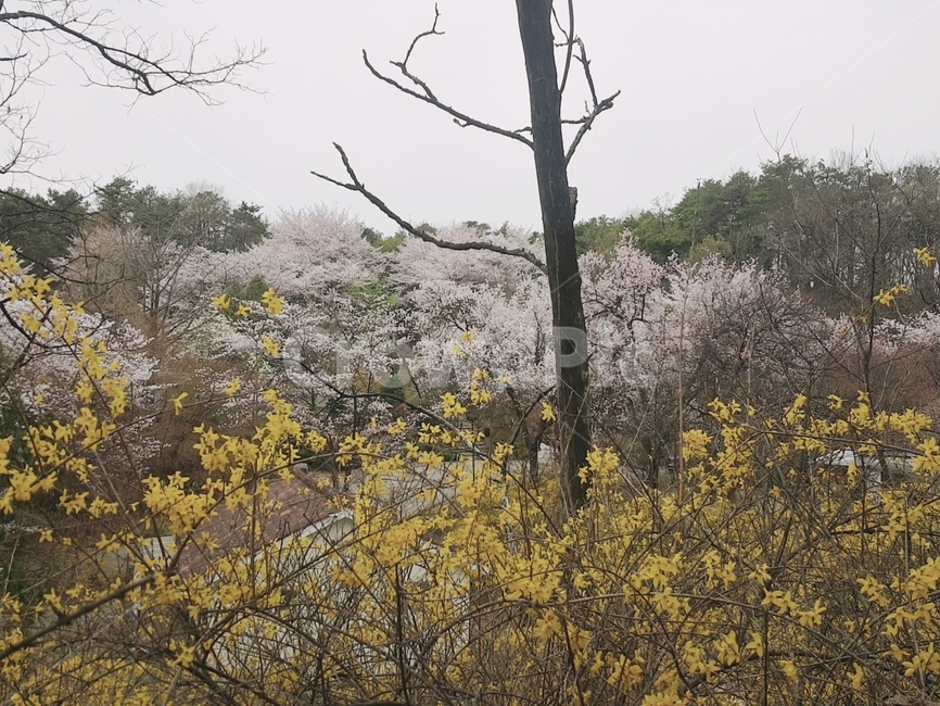 봄,봄풍경,풍경,개나리,벚꽃,나무,숲
