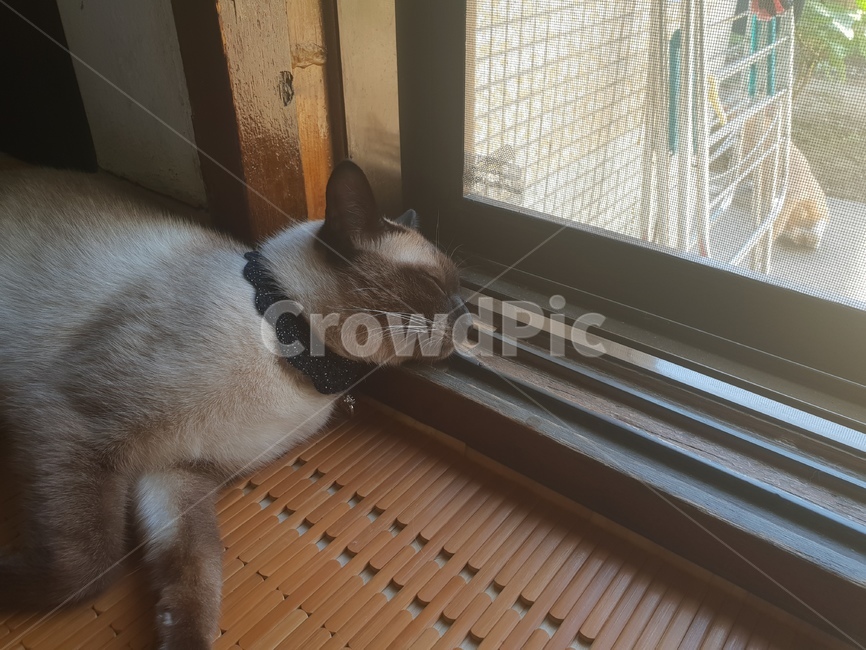 고양이,샴,반려동물,cat,동물,고냥이,샤미,샤미즈,animal