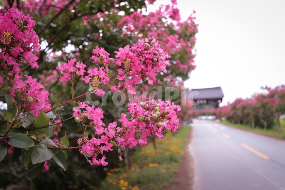 배롱나무,육신사,꽃,식물,분홍꽃,식물,자연,plants,nature,꽃,flower