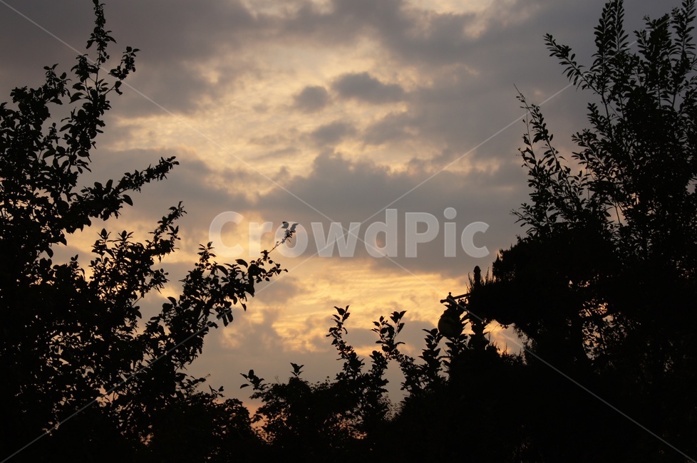 일몰,해,노을,해질녘,sunset,나무,나무사이,구름,자연,실루엣,자연,풍경,nature,landscape,silhouette