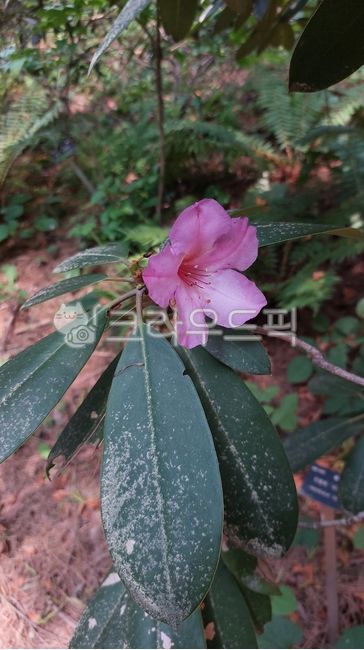 panacea,pink,leaf,flower,petal,plant,Rhododendron