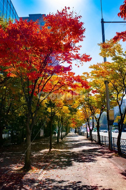 단풍,가을,길거리,인도,가로수,가을,계절,fall,autumn,season