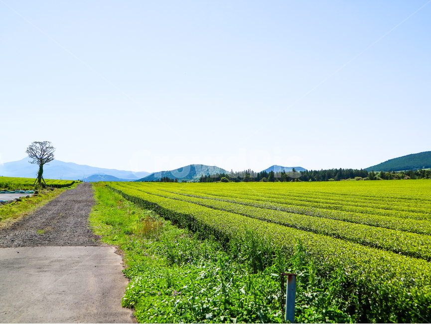 제주,녹차밭,제주녹차,greenteafarm,greentea
