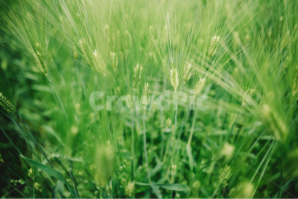 청보리,청보리밭,봄,계절,제주,식물,자연,plants,nature,감성,sensible,feeling