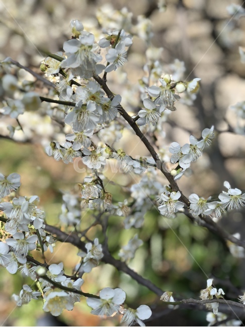 plant,식물,flower,꽃,blossom,꽃나무,식물,자연,plants,nature,꽃,flower