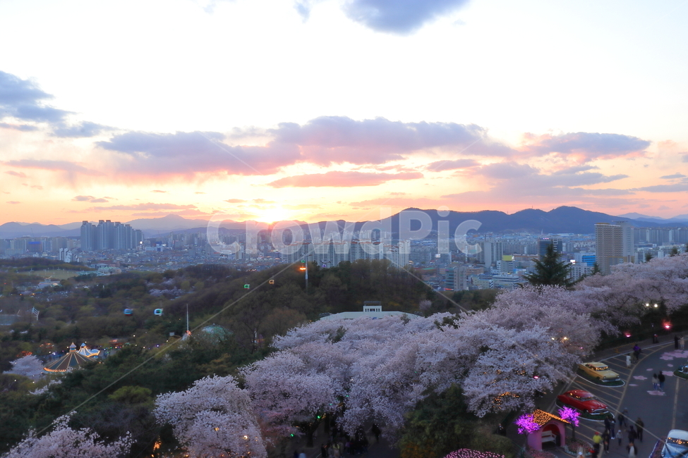 대구,벚꽃,벚꽃나무,나무,풍경,대구전경,도시,노을,봄,계절,spring,season,도시,풍경,city,landscape,한국도시풍경,한국도시경관,korea cityscape,plant,식물