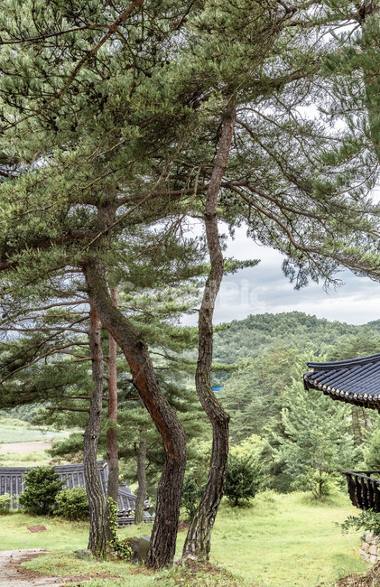 전통기와,군자마을,기와지붕,문화유산,소나무,전통가옥,고택,관광명소,한국의미,안동명소
