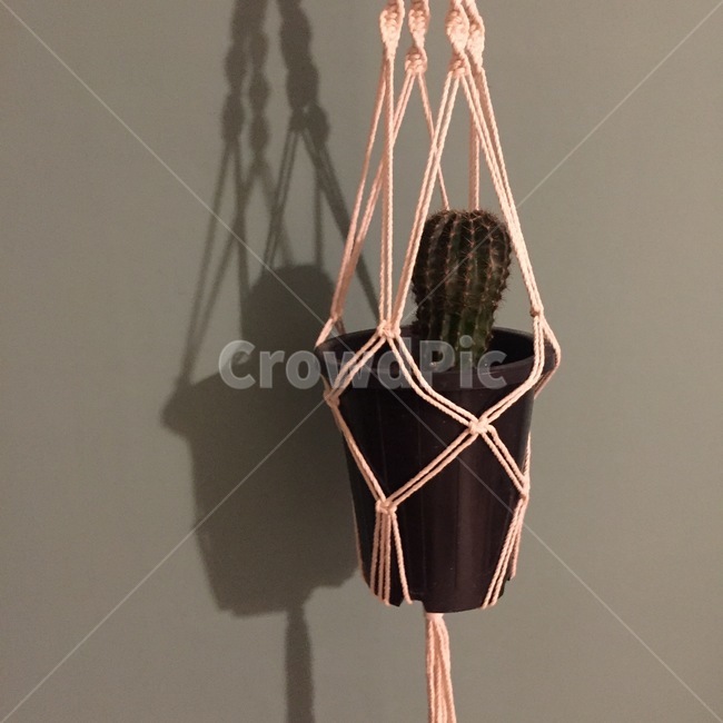 green,plant,cactus,macrame,planterior
