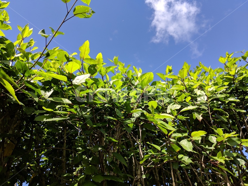 plant,식물,vegetation,초목,허브,herbs,nature,자연,나무,초록,봄,여름,sunny