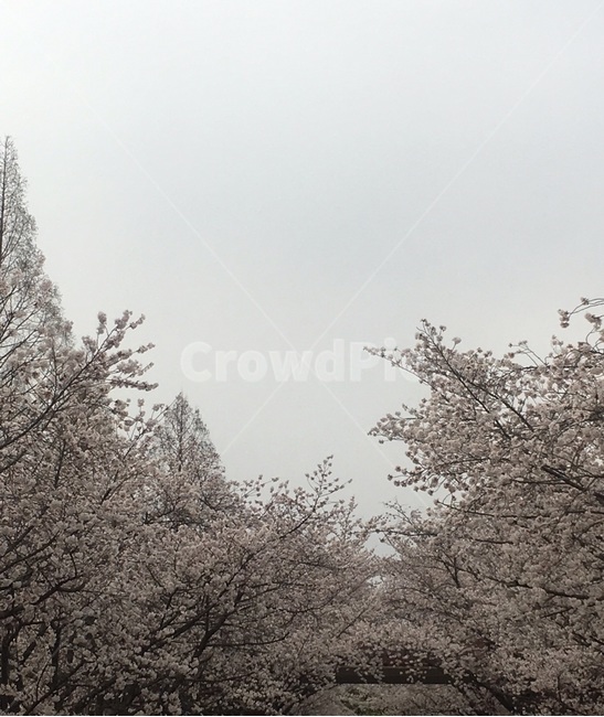 벚꽃,꽃,flower,봄,벚꽃만개,계절,나무,하늘