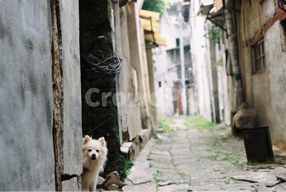 동물,강아지,골목,path,street,필름사진