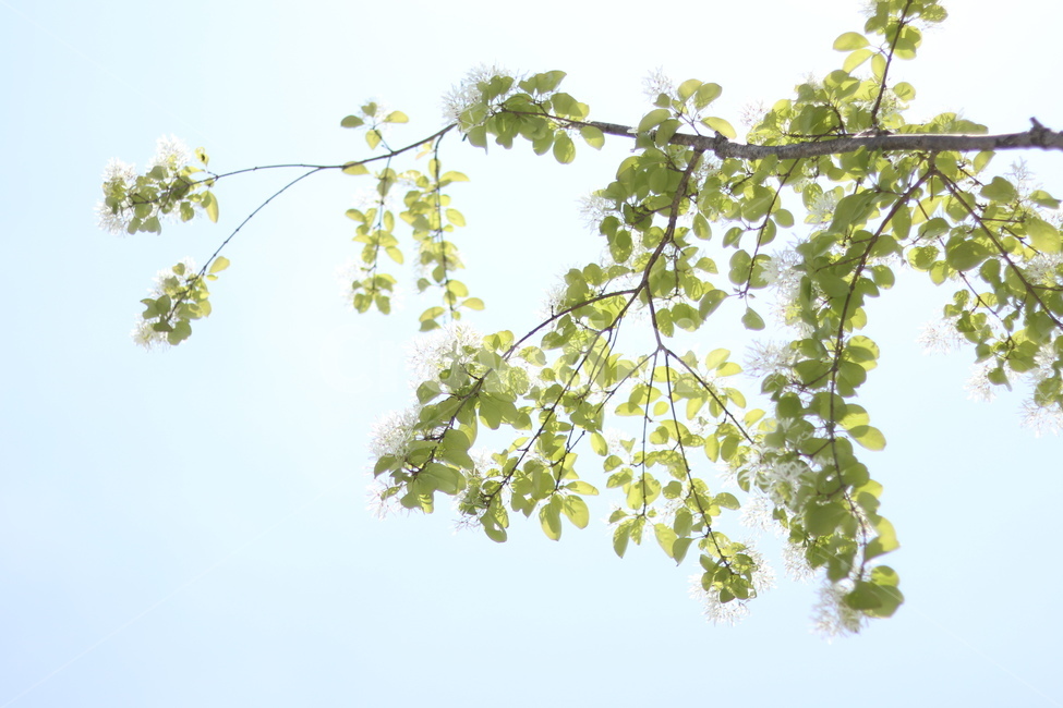 이팝나무꽃,흰색,봄,파랑하늘,맑음,식물,자연,plants,nature,꽃,flower