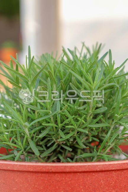 로즈마리,식물,허브,여름,초록색,자연,화분,rosemary,herb,green,flowerpot,plant,fresh