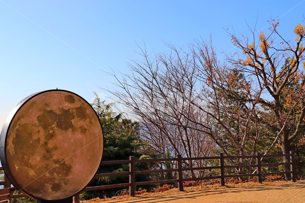 달모형,나무,공원,우암동,부산