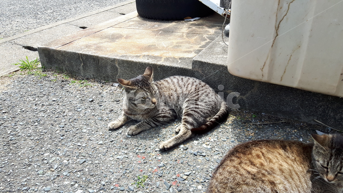 고양이,고양이섬,일본고양이섬,아이노시마,후쿠오카