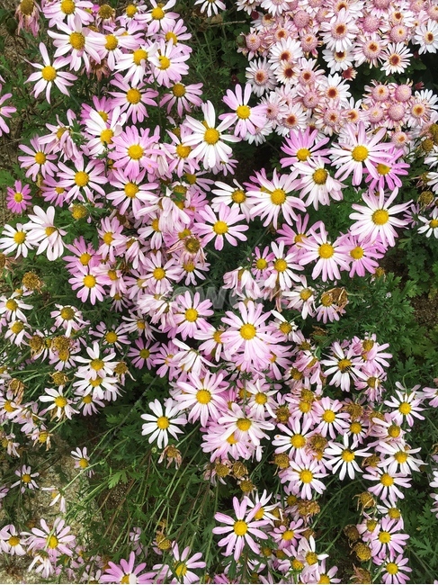 꽃밭,화사,꿀벌,핑크,분홍,가을,숲,싱싱,식물,자연,plants,nature,꽃,flower