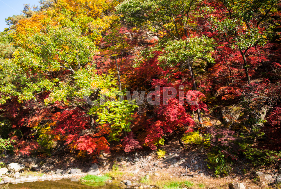 nature,자연,fall,가을,단풍,나무,tree,가을,계절,fall,autumn,season,leaf,잎,plant,식물,maple
