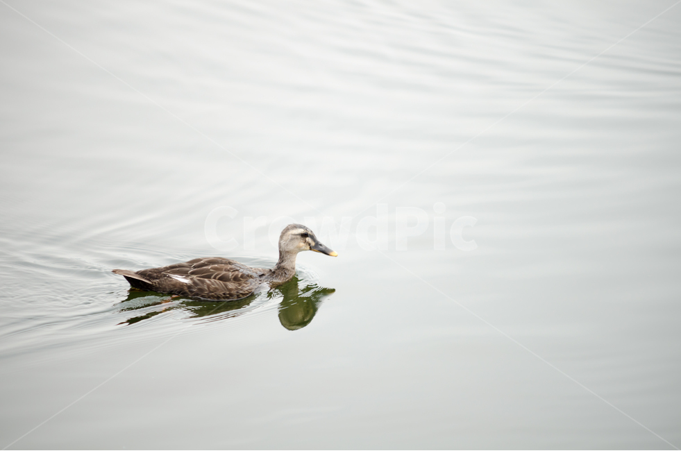 오리,여름,수영,새,조류,동물,animal,조류,새,birds