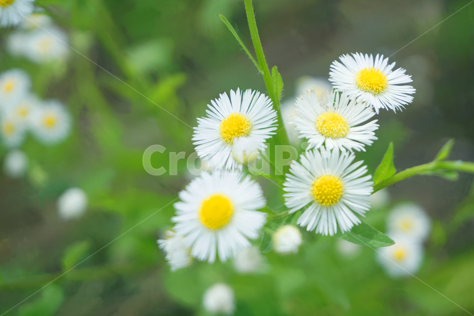 꽃,flower,흰꽃,계란꽃,white,풀,노란색,흰색,yellow,green