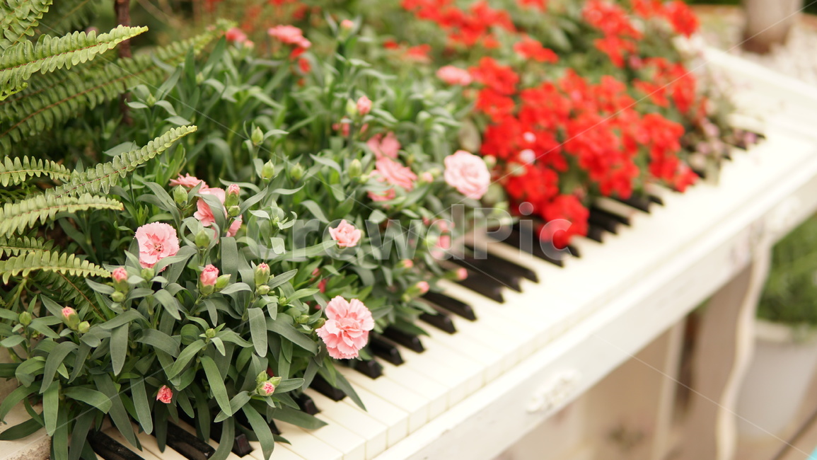 피아노,정원,카네이션,꽃,건반,감성,garden,식물,자연,plants,nature,꽃,flower,악기,음향기기,musical instrument,musical equipment