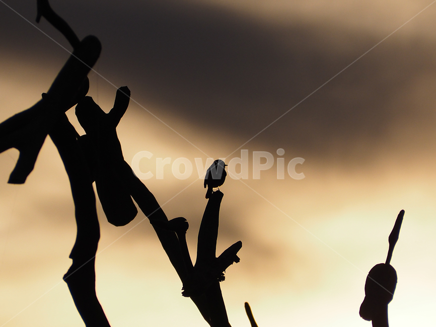 새,실루엣,황혼,노을,그늘,동물,animal,조류,새,birds,실루엣,그림자,silhouette,shadow