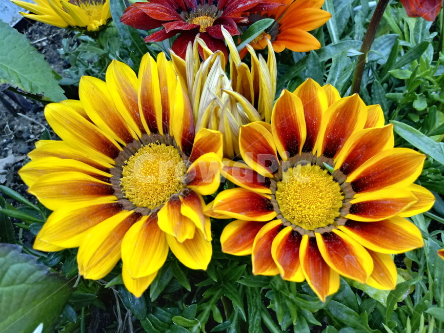 가자니아,gazania,국화과,꽃,식물,보물꽃