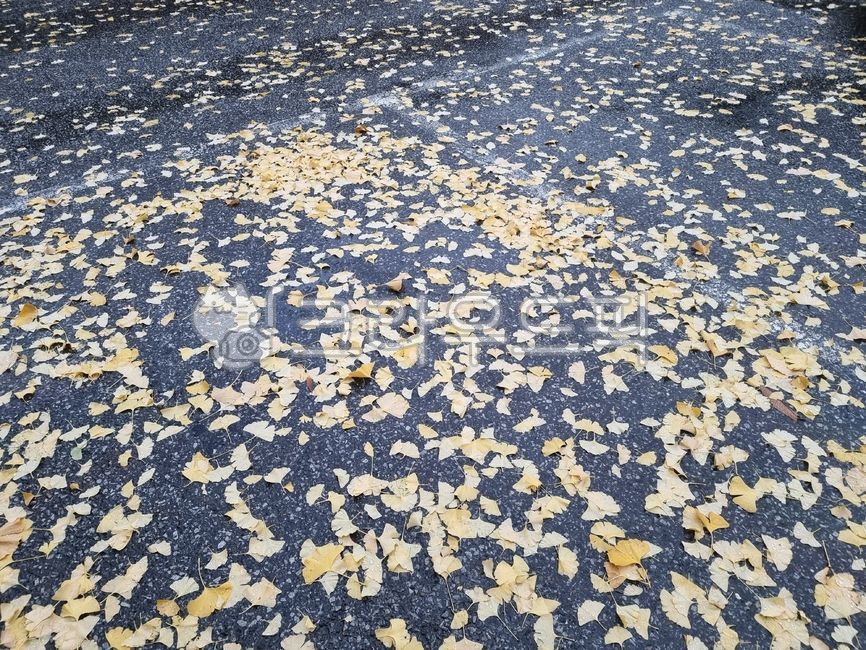 fallen leaves,fallen leaves road,winter rain,Maple