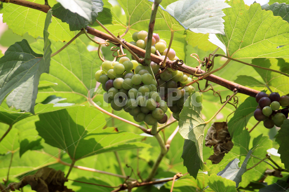 포도,청포도,열매,식물,fruit,과일,food,음식,grapes,plant,과일,열매,fruit