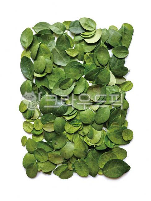 square,background,plant,pattern,leaf,frame