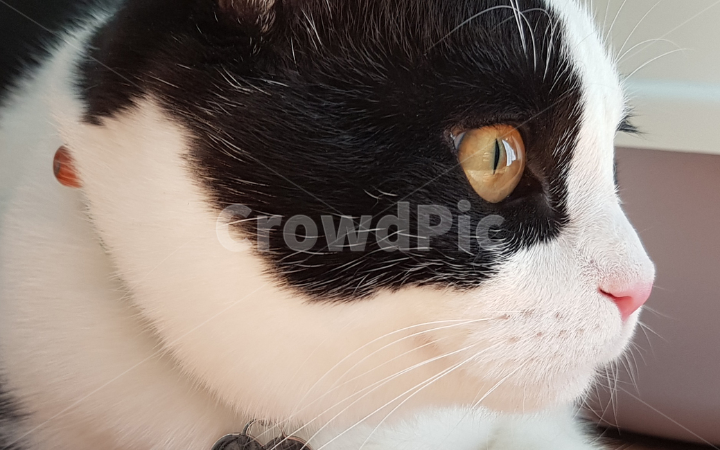 cat,고양이,고양이눈,고양이눈동자,고양이옆모습,동물,animal,포유류,mammal,고양이,cat,kitten,kitty