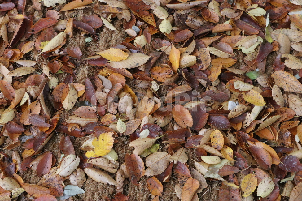 가을,낙엽,은행잎,바닥,leaf,잎,비,가을비