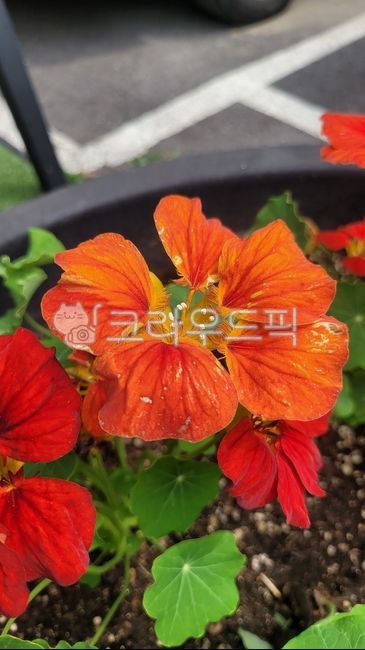 petal,Nasturtium flower,April flowers,flower