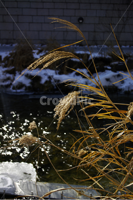 식물,plant,풀,겨울,강,빛,억새