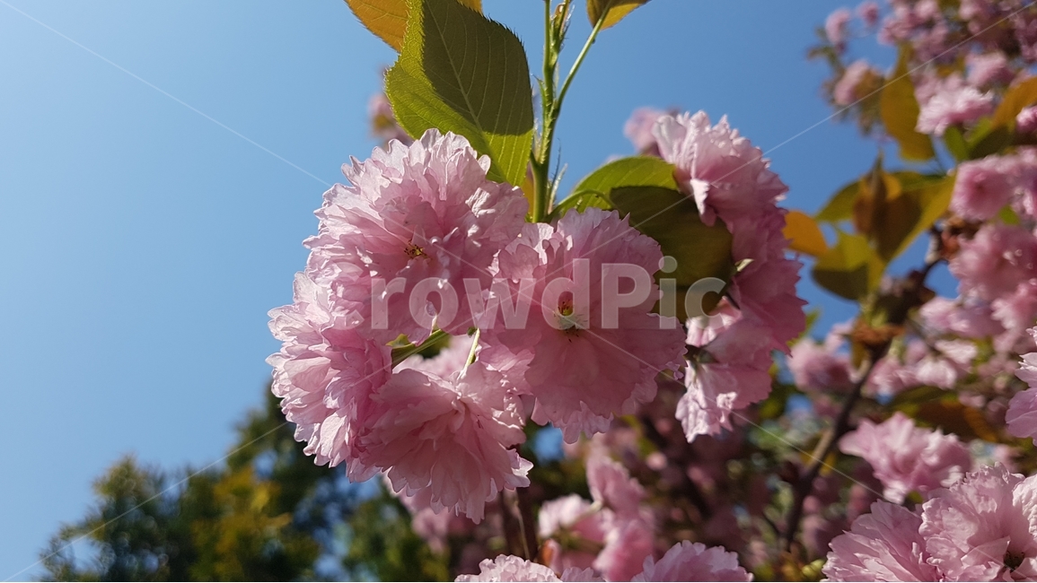 겹벚꽃,벚꽃,봄,꽃,핑크,cherryblossom,분홍,분홍색,자연,flower,flowers,spring,nature,plants,계절,pink,season,식물,왕벚꽃,꽃잎,sky,하늘,봄,계절,spring,season,식물,자연,plants,nature,꽃,flower,plant