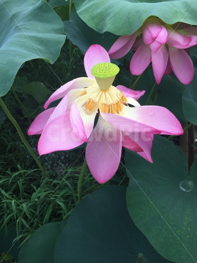 연꽃,연잎,연꽃봉오리,꽃,연꽃잎,식물,자연,plants,nature,꽃,flower