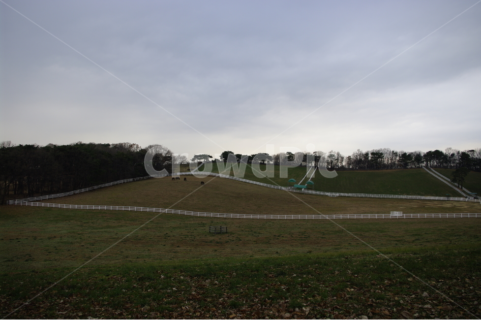 목장,풍경,울타리,하늘,나무,자연,풍경,nature,landscape,field,들,outdoors,옥외,grassland,목초지,rural,농촌,farm,농장