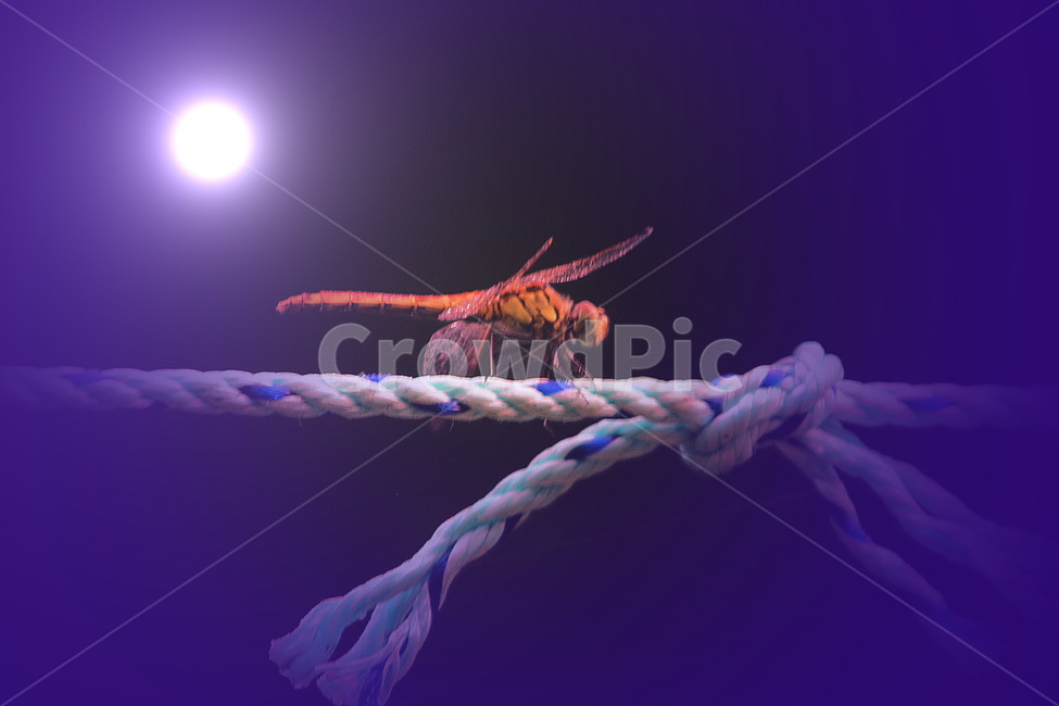 잠자리,가을,고추잠자리,곤충,자연,감성,힐링,곤충,벌레,insect,bug