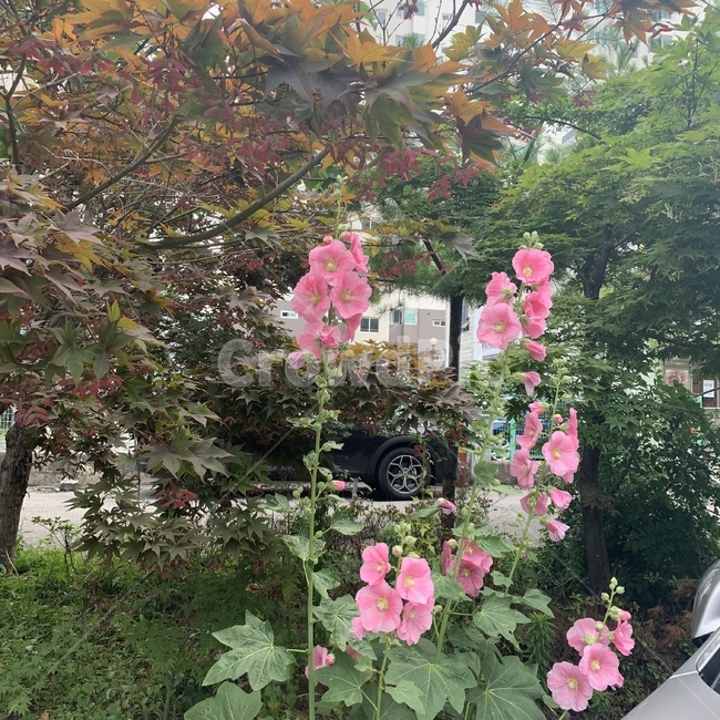 무궁화,꽃,우리나라,봄,핑크,분홍