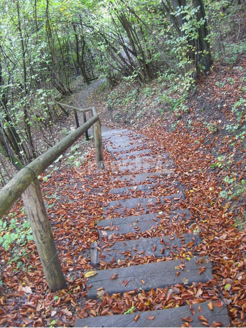 outdoors,nature,야외,자연,낙엽,계단,숲,산,forest,단풍,갈색,brown