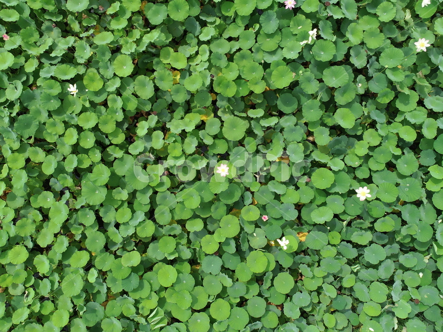 잎,leaf,식물,plant,꽃
