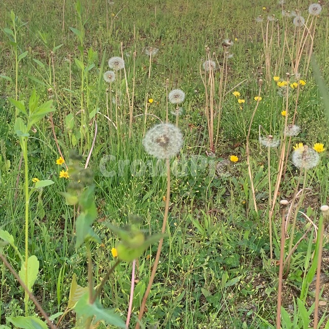 민들레씨,풀,꽃,푸릇,봄
