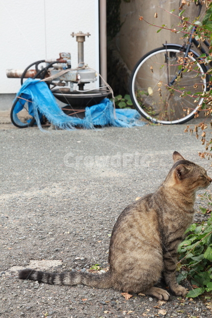 일본고양이,고양이,고양이섬,아이노시마,나른함,여유,동물,animal,포유류,mammal,고양이,cat,kitten,kitty