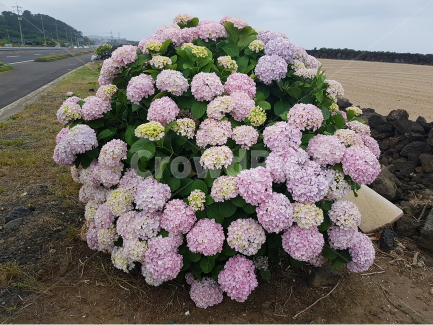 제주도,꽃,수국,들꽃,자연,아름다움,힐링,자연,풍경,nature,landscape,한국자연풍경,한국자연경관,korea nature landscape,제주도,jeju,jeju island,식물,plants,꽃,flower
